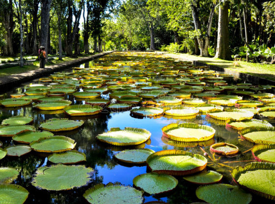 Mauritius Pamplemousses