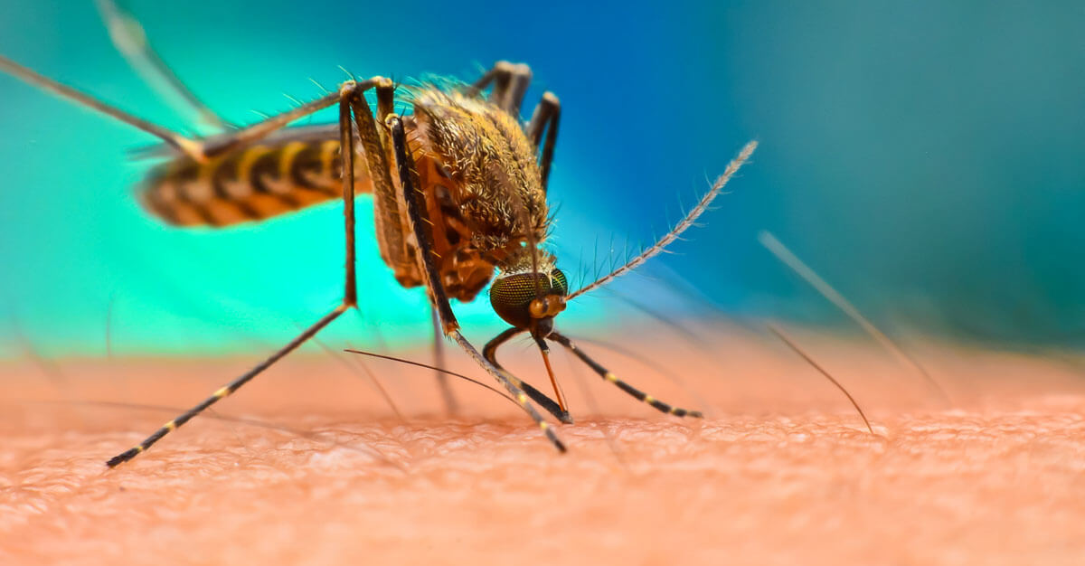 1st Chikungunya Case Reported in Mauritius on 15th March 2025